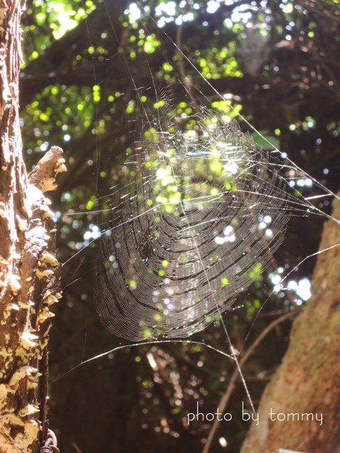 クモの巣